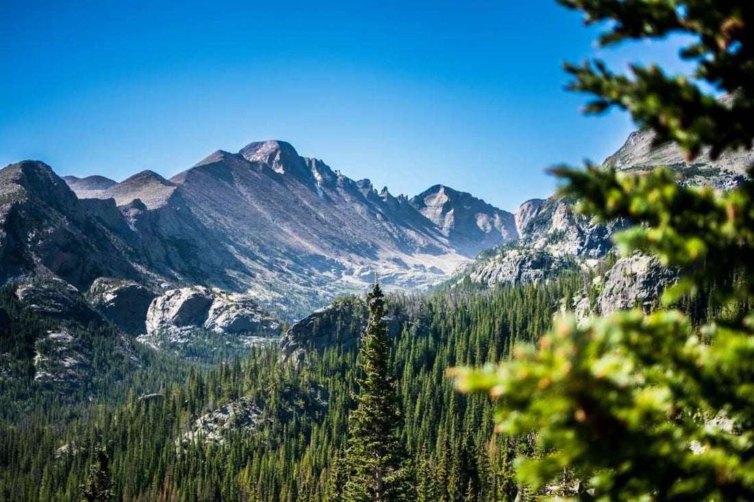 green trees and snow covered mountains