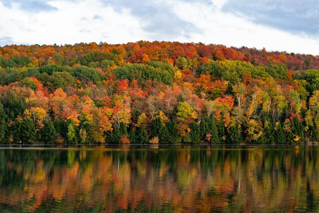Fall-colored trees along the water in Vermont.