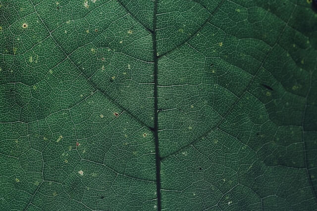 Close up of the veins on a leaf