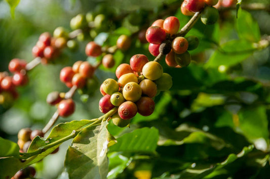 close up image of coffee tree cherries