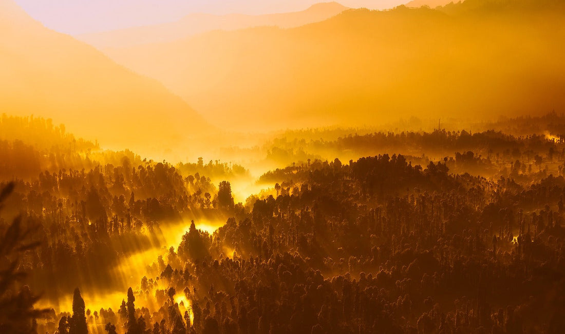 A golden sunrise over a jungle.