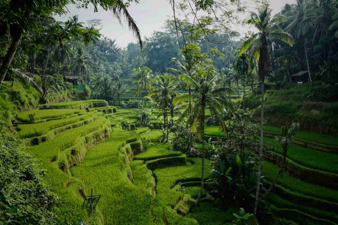 A lush green island with tiered farming fields and palm trees